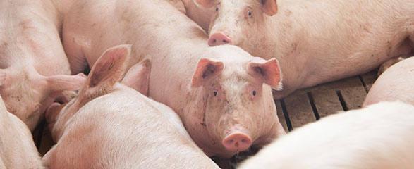 Pigs in Farm - ICP