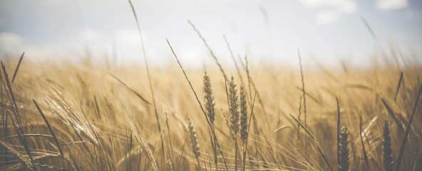 Wheat field - ICP