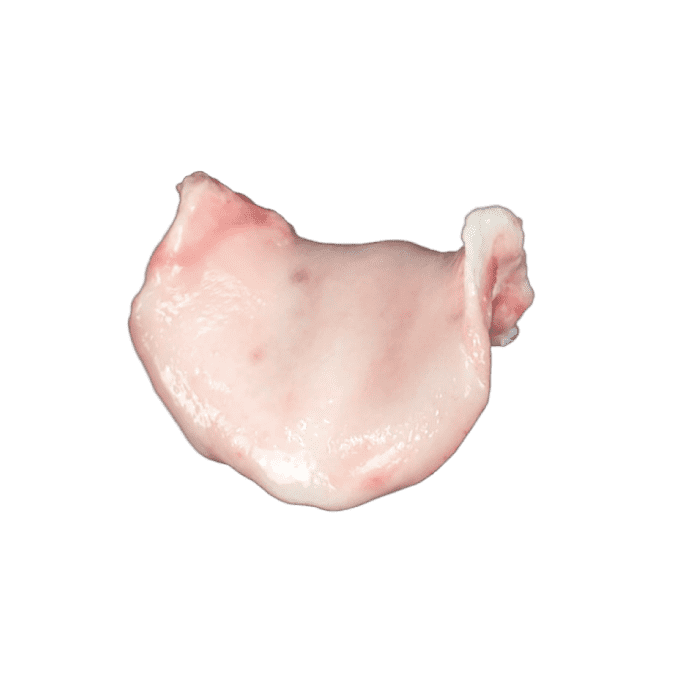 Glottis Cartilage