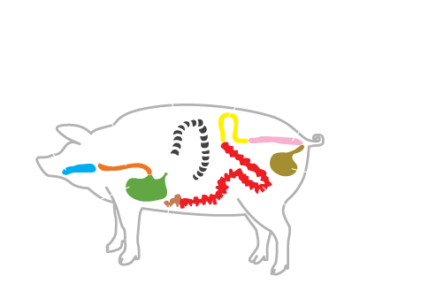 Offal & Natural casing