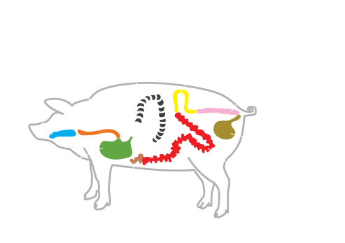 Tripería natural